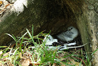 White-tailed Tropicbird on nest with young – Ile Aride, Seychelles – Feb. 2015 – photo by Remi Jouan