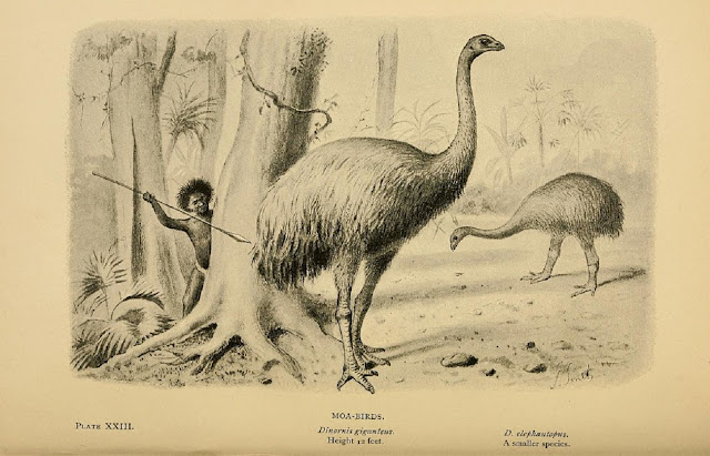 Птица-моа (Moa-bird),  вид уничтожен аборигенами маори,высотой около 12 футов