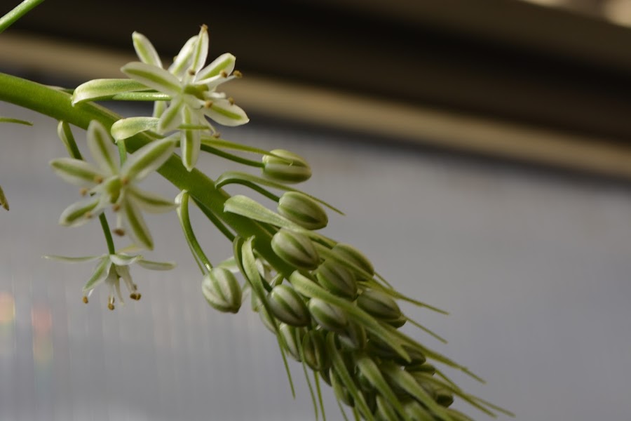 Ornithogalum Caudatum, bulbo fuera de la tierra. Cebolla de la suerte, Cebollón, Amor en botella, Cebolla del mar