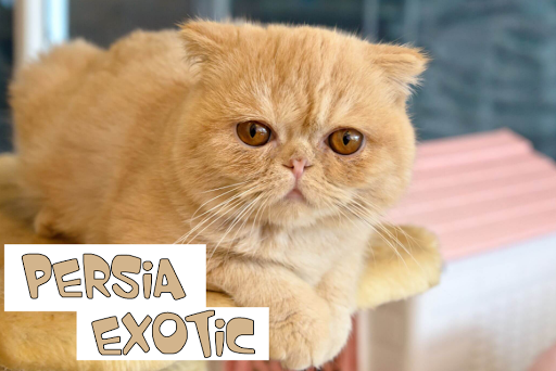 Kucing Persia Eksotik