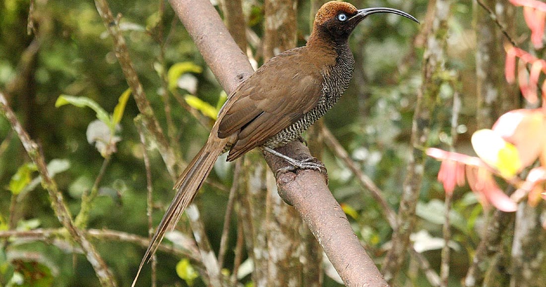 Burung Cucak Rowo Papua