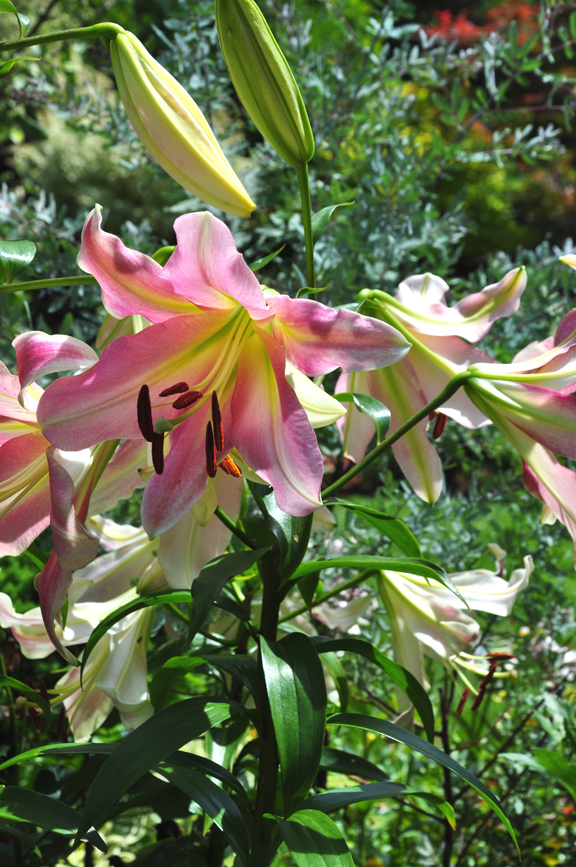 Three Dogs in a Garden Oriental Lilies in the Garden of Marion Jarvie