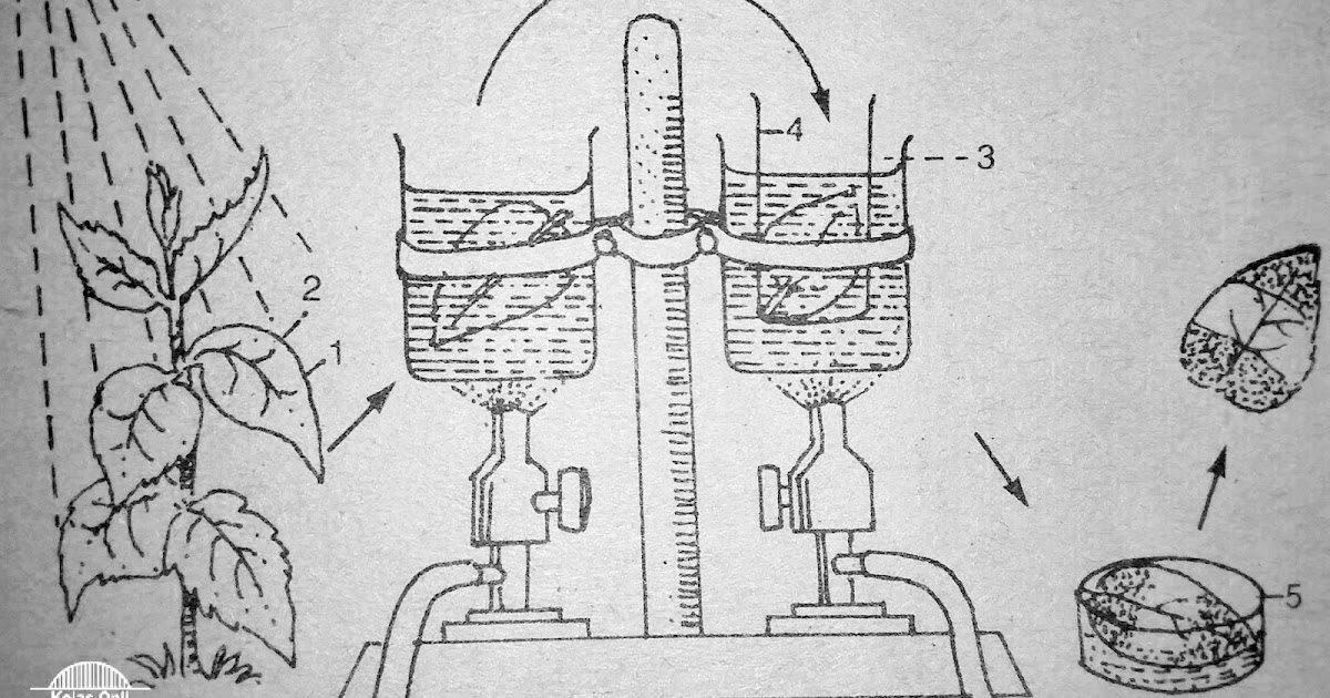 Hewan Memperoleh Energi