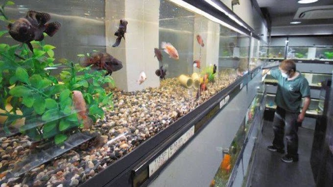 Beena Aquarium sells aquarium decorations and fish food online