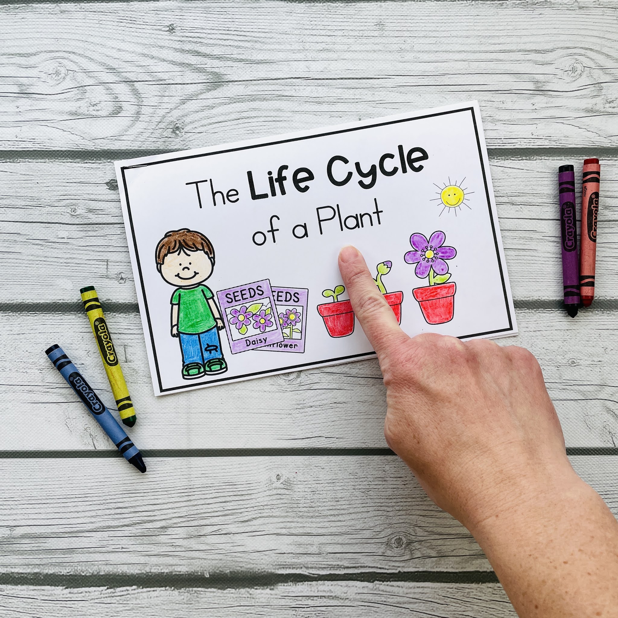 Plant Activities For Kindergarten or First Grade (Plant Needs, Life