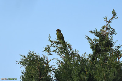 Verdum (Chloris chloris)