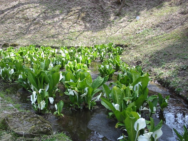 弘前公園の水芭蕉