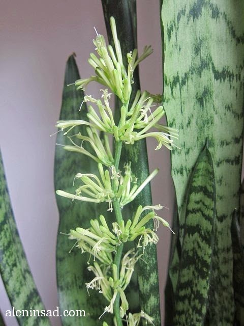 Sansevieria trifasciata, щучий хвост, тещин язык, сансевиерия, цветение. цветок, цветы, цветет, аленин сад