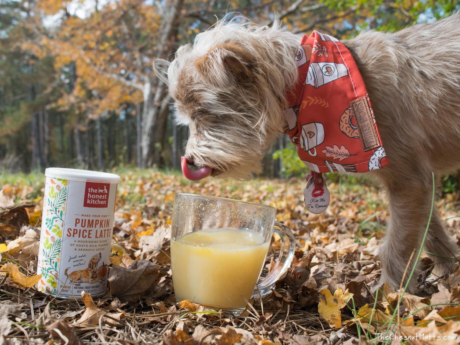 Mini Review The Honest Kitchen Pumpkin Spice Latte for Dogs The