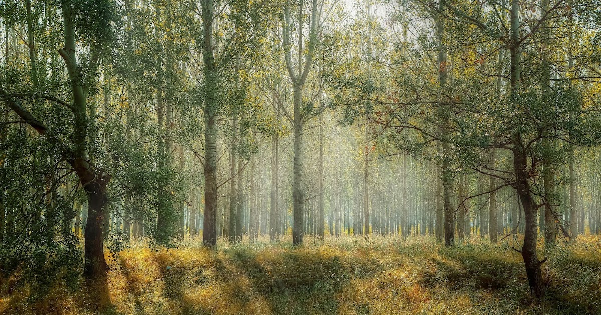 Gedicht Der Wald Mein Freund