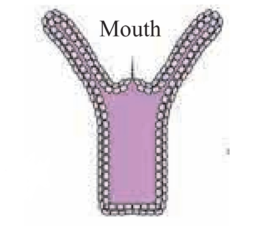 Tube Within A Tube Body Plan Biology - Kingdom Animalia - Full explanation