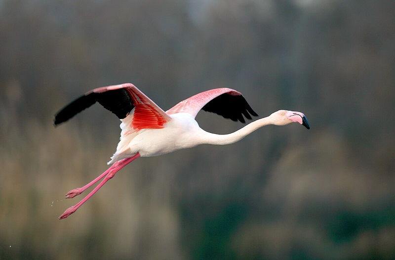  Penjelasan  Habitat Flamingo Lengkap Dengan Gambarnya 