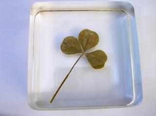 Clover encased within a paperweight