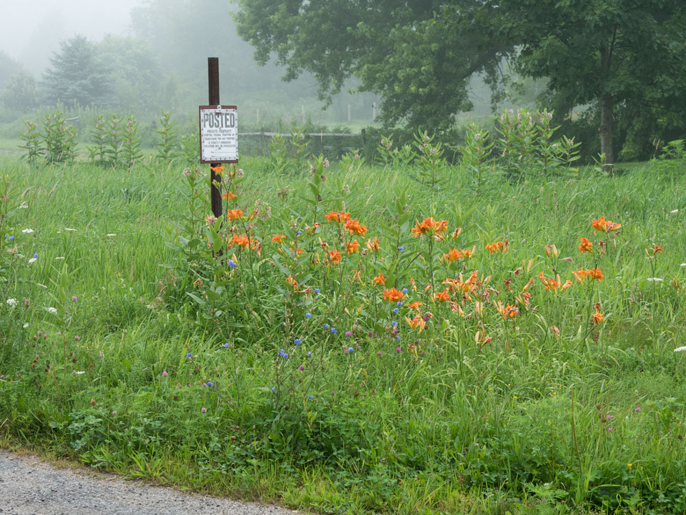 Working Pictures Foggy Morning