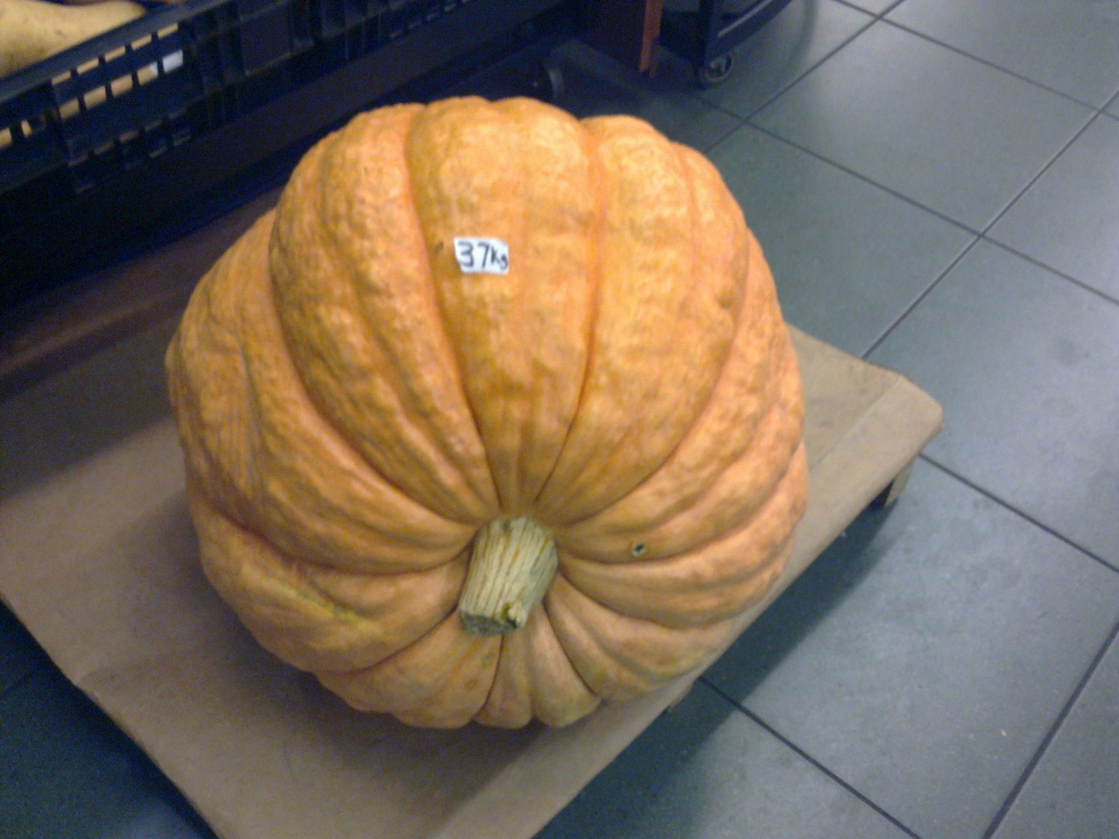 Travelogue...... BORN TO TRAVEL WOW A 37KG PUMPKIN SOUTH AFRICA LADYSMITH