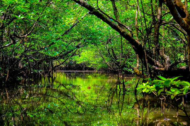 Wisata Hutan Mangrove Sedari Karawang