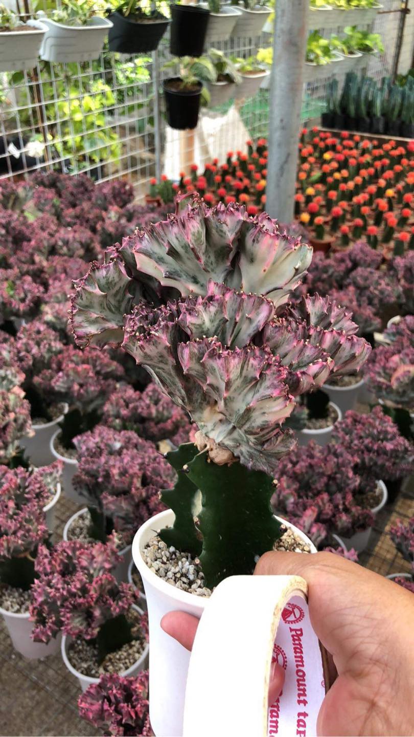 Succulents Cebu and Cactus Collection Cassiel's Succulent World Rare