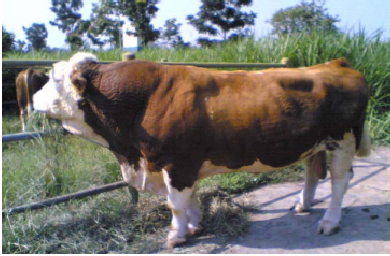 Gambar Sapi Hereford Jantan Gambar Sapi Hereford Jantan