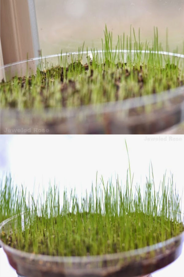 How to Grow Easter Basket Grass