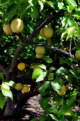 Lemon Tree in Castagnoli, Italy - Photo by Taste As You Go