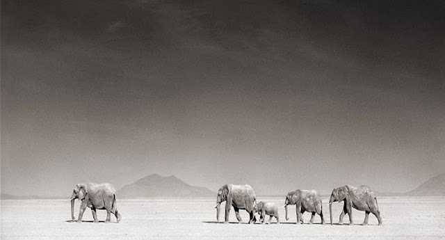 Исчезающая фауна Восточной Африки от Ника Брандта (Nick Brandt)