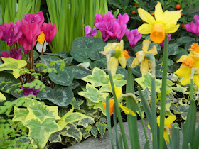 Allan Gardens Conservatory Spring Flower Show 2013 purple cyclamen yellow daffodils variegated ivy by garden muses: a Toronto gardening blog