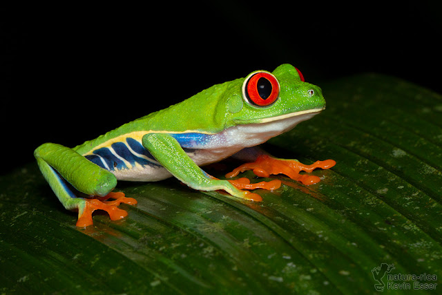 Agalychnis callidryas - Red-eyed Tree Frog