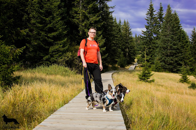 podróże z psem słonecznik w Karkonoszach