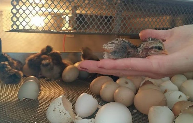 Fertile Chicken, Turkey or Duck eggs - How to make money hatching eggs.