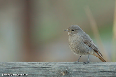 Cotxa fumada (Phoenicurus ochruros)