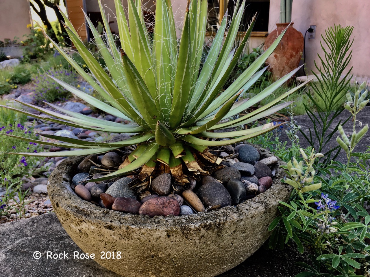 planter une agave en pot