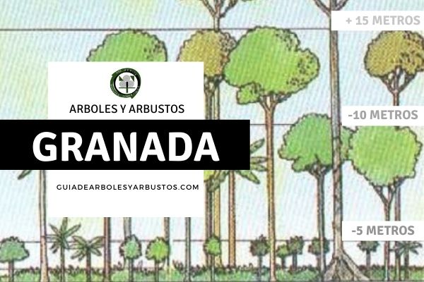 Arboles y arbustos en Granada, España