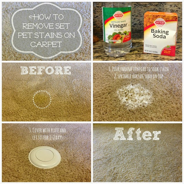 Little Brags How To Get Rid Of Pet Stains On Carpet Pet Stains On Carpet That I Found The Internet Yes Know Very Boring Stuff But Pin It Now And One Day You Will Be Hy