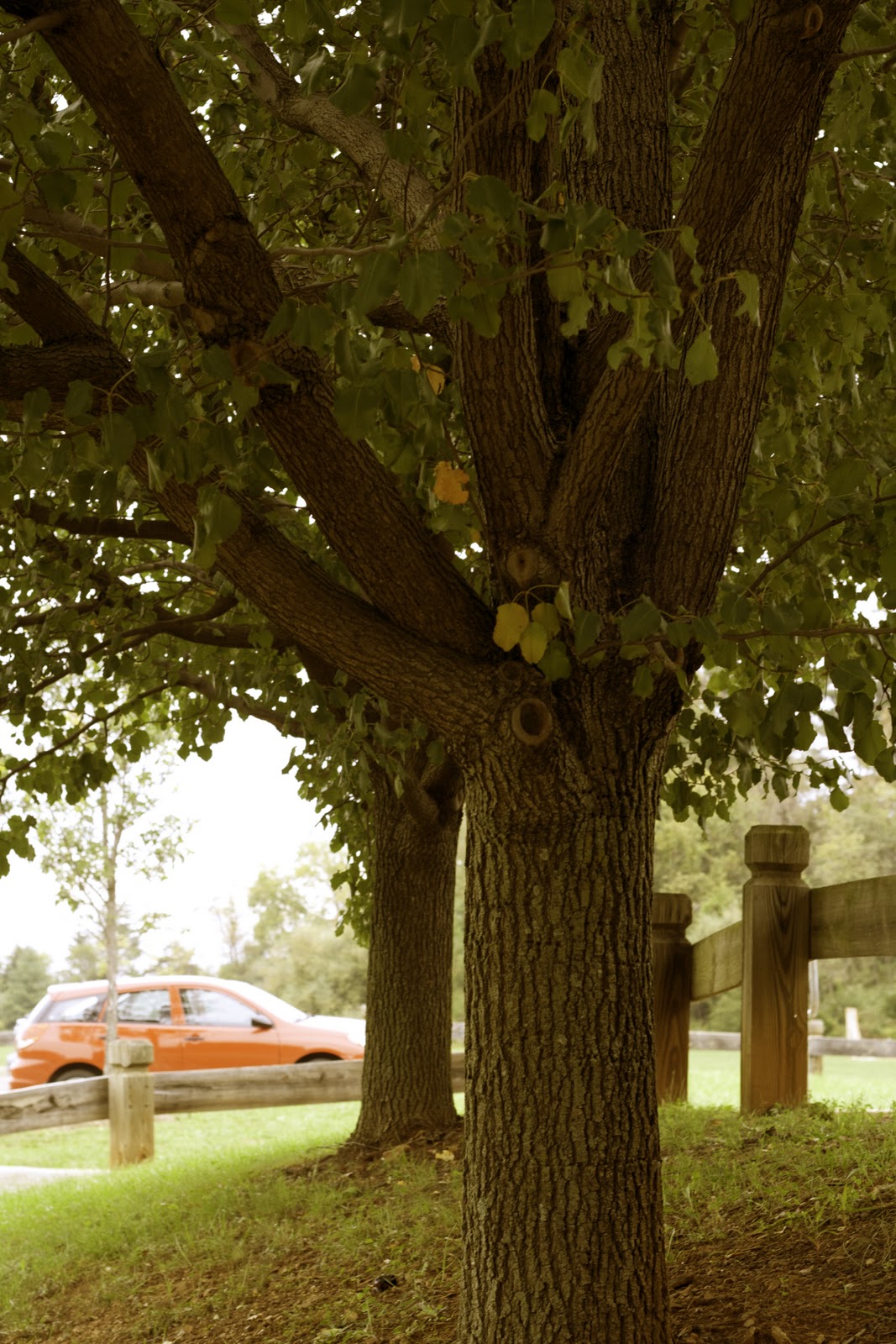 Photography: Digital 5- Cross Processing