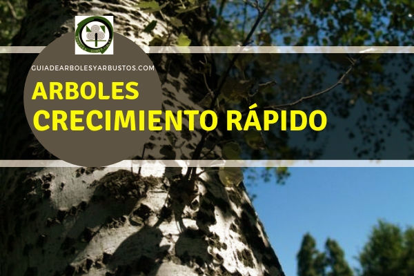 ⇎⇎ Arboles Crecimiento Rápido ⇎⇎