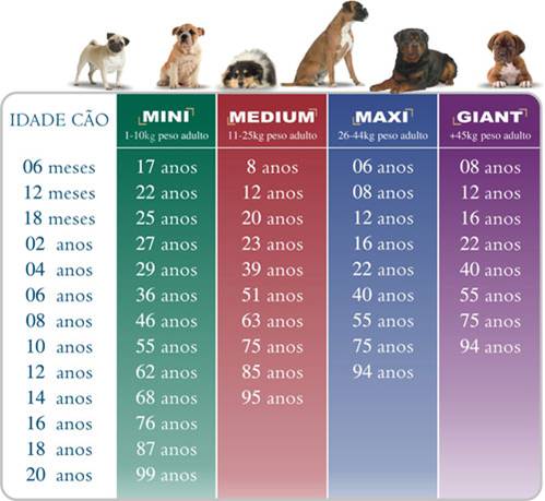 Calculadora revela idade 'real' de cães e a idade 'canina' dos