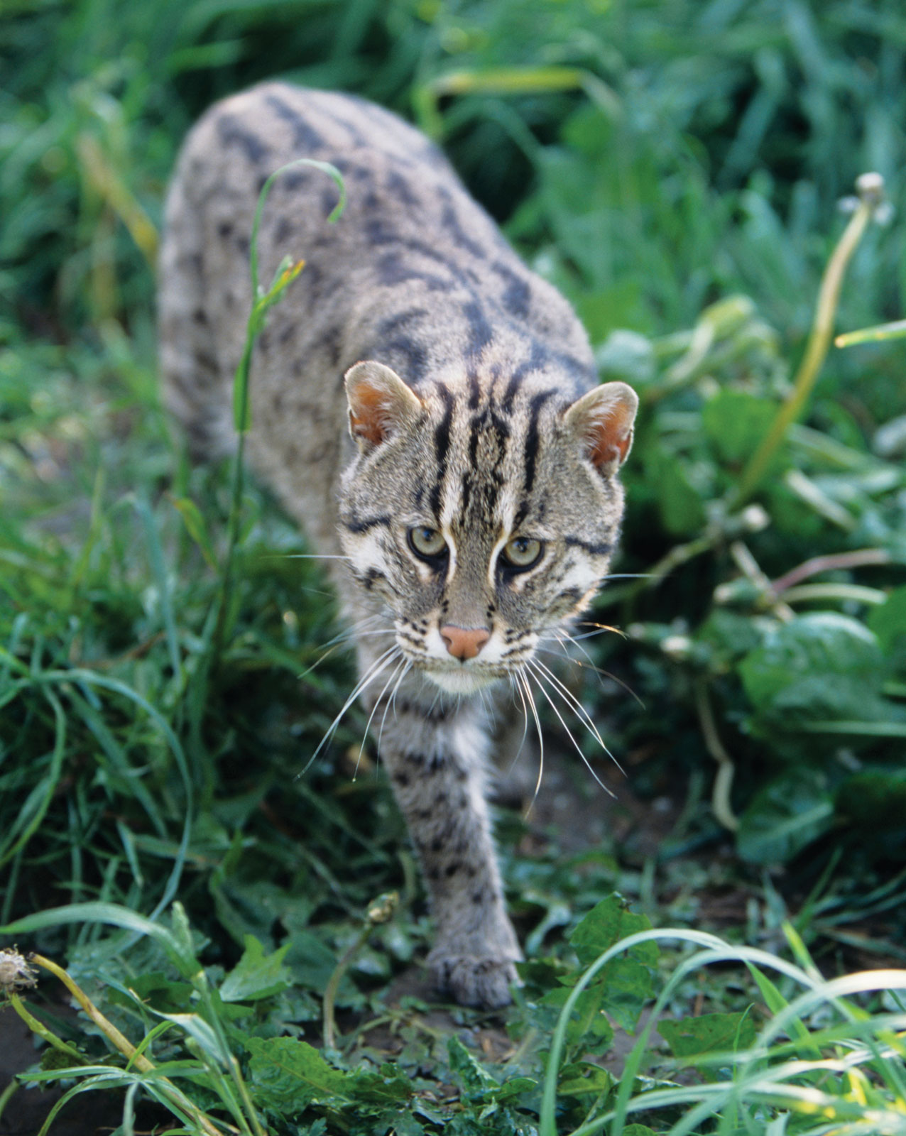 South Asian wild fishing cat facts (Prionailurus viverrinus)