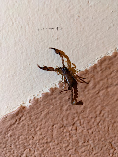 Wood-scorpion (Euscoporpius) in Bergamo on 2020-10-17.