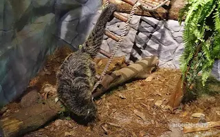 jakarta aquarium neo soho