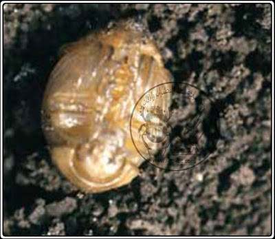 عذراء خنفساء بطاطس كولورادو Colorado Potato beetle