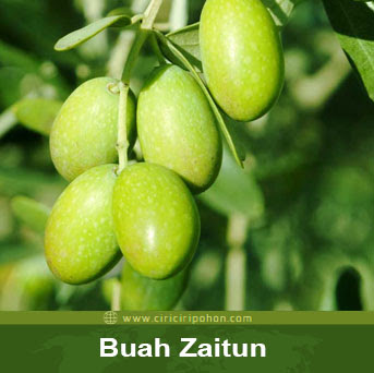 ciri ciri pohon buah zaitun