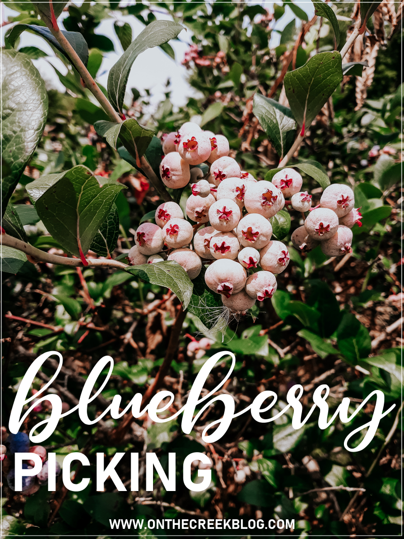 Blueberry picking at a local orchard! | On The Creek Blog