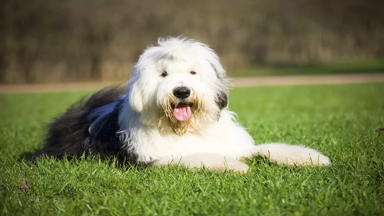 Bobtail Bobtail