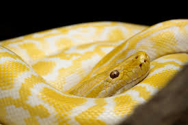 All yellow-white snake image