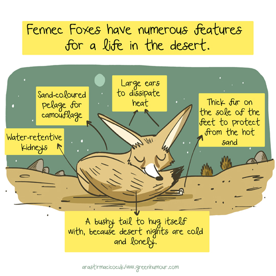 Green Humour Fennec Fox cartoons for Arastirmaci Cocuk