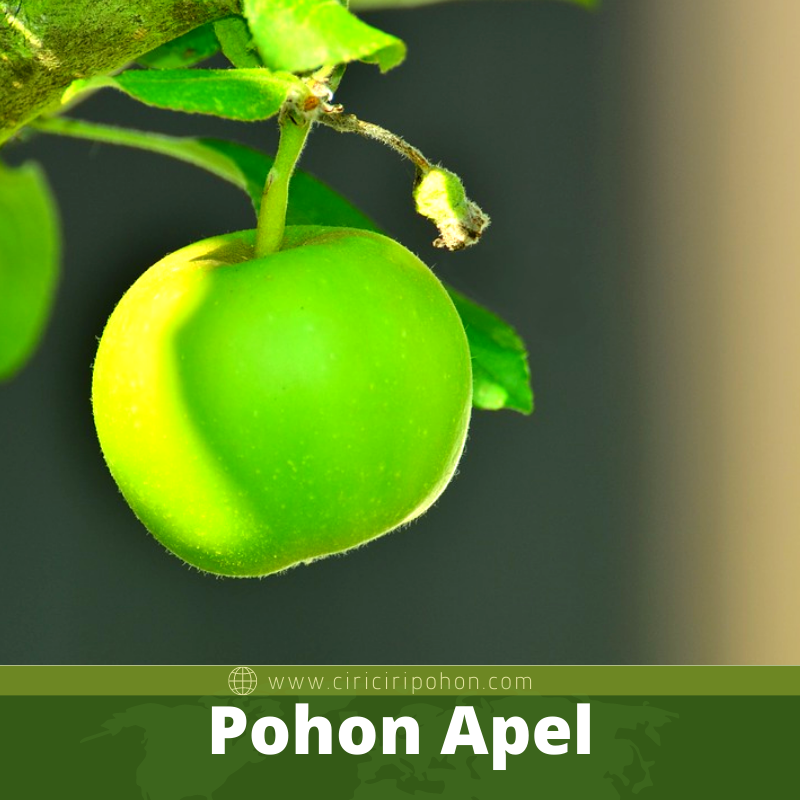 Pohon Apel