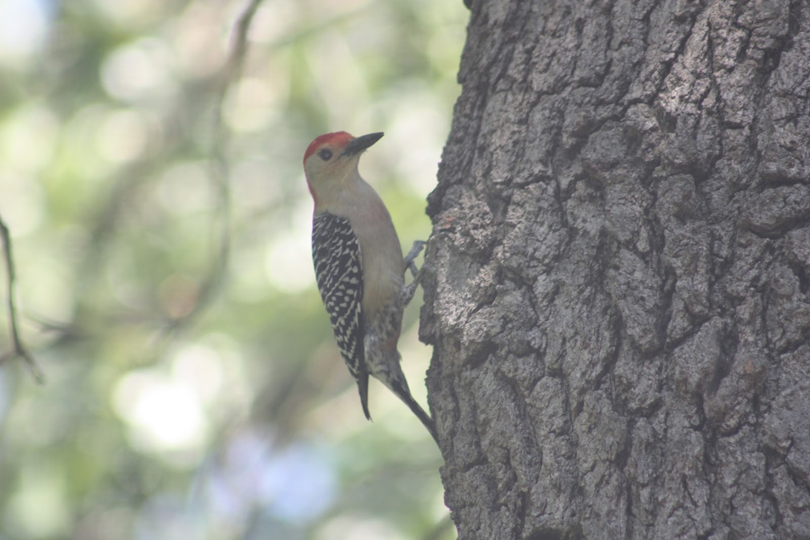 NWI Dunes Birds from the Indiana Dunes State Park Nature Center