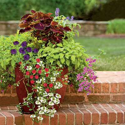 my enchanting cottage garden