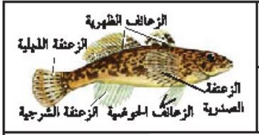 يحدث الأخصاب الخارجي في بعض المخلوقات الحية ومنها البرمائيات و معظم الأسماك .