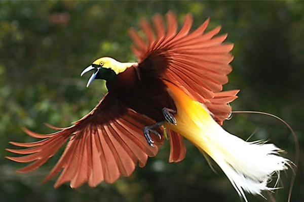 APAKAH BURUNG CENDRAWASIH BERTULANG BEKALANG? APAKAH BURUNG CENDRAWASIH BERTULANG BEKALANG?